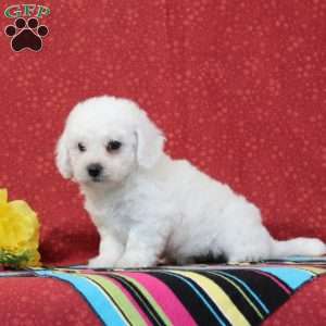 Trout, Bichon Frise Puppy